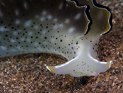 Elysia sp. Secret Bay, Bali. by Doug Anderson 